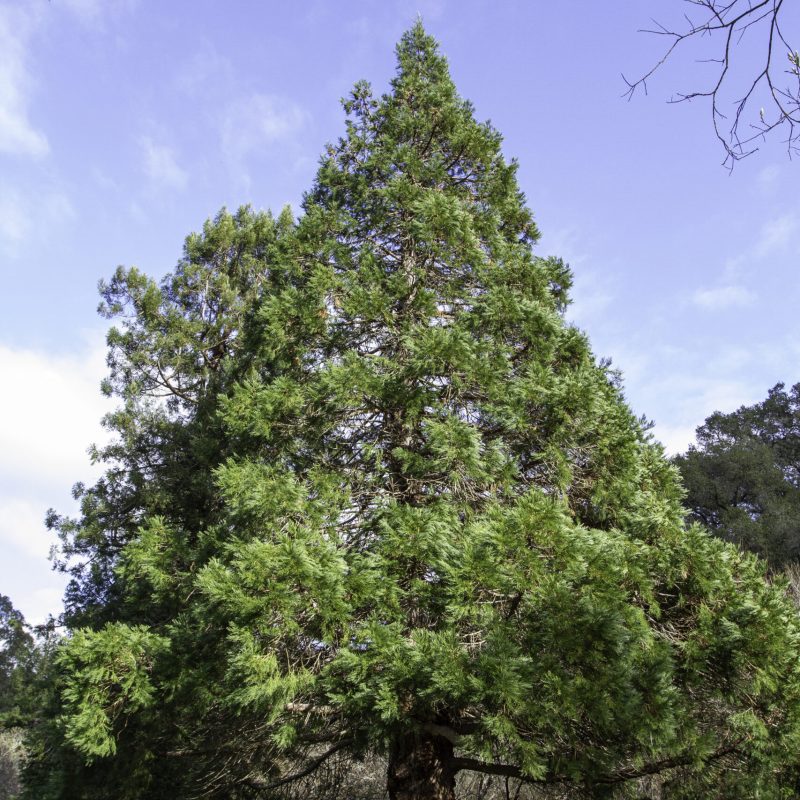 Giant Sequoia | Tree | Trout Farm Road