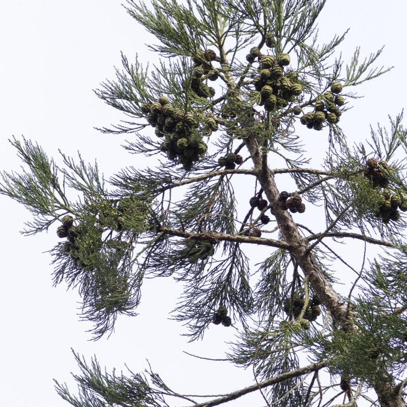 Giant Sequoia cones in Tree Top.