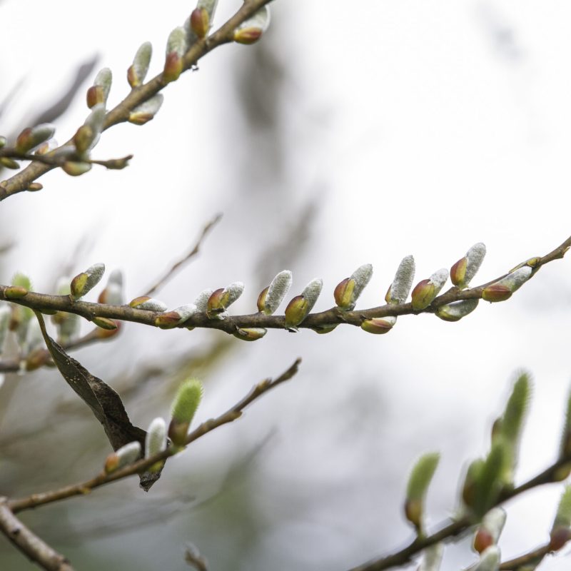 Arroyo Willow Catkins on Trout Farm Road.