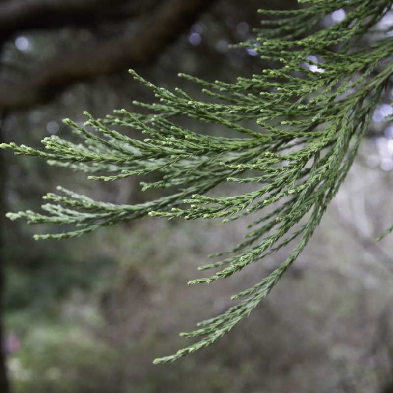 Close up Giant Sequoia needles