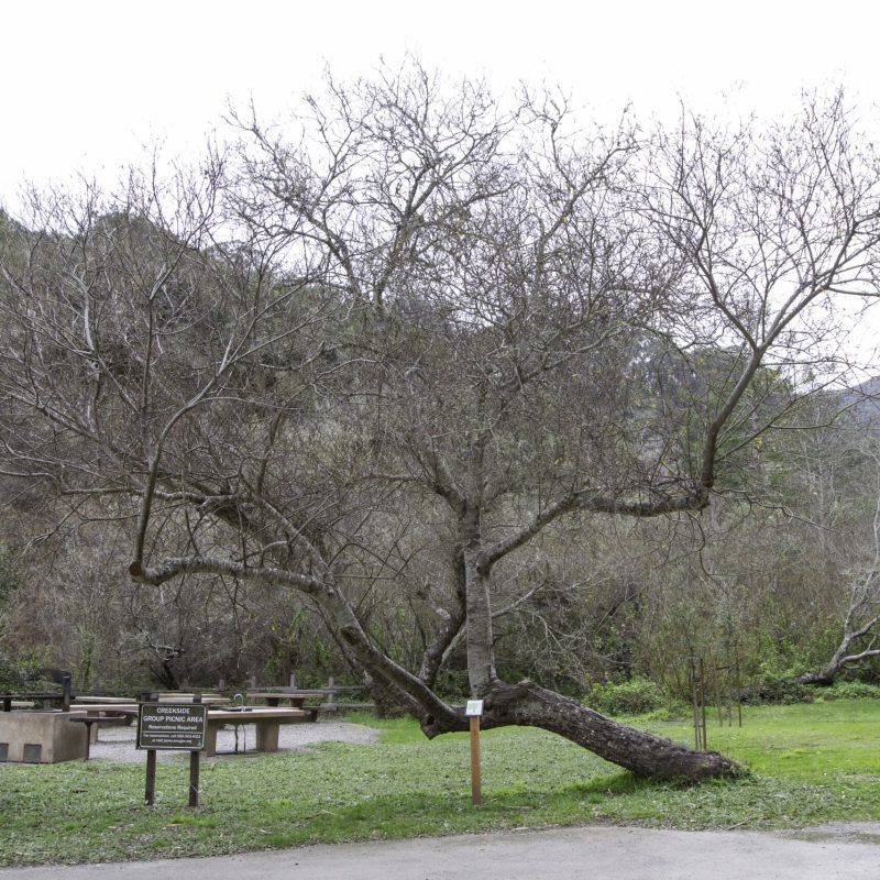 Arroyo Willow | Tree in winter | Trout Farm Road