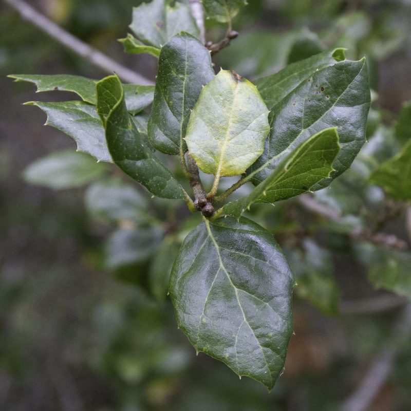 Coast Live Oak leaves