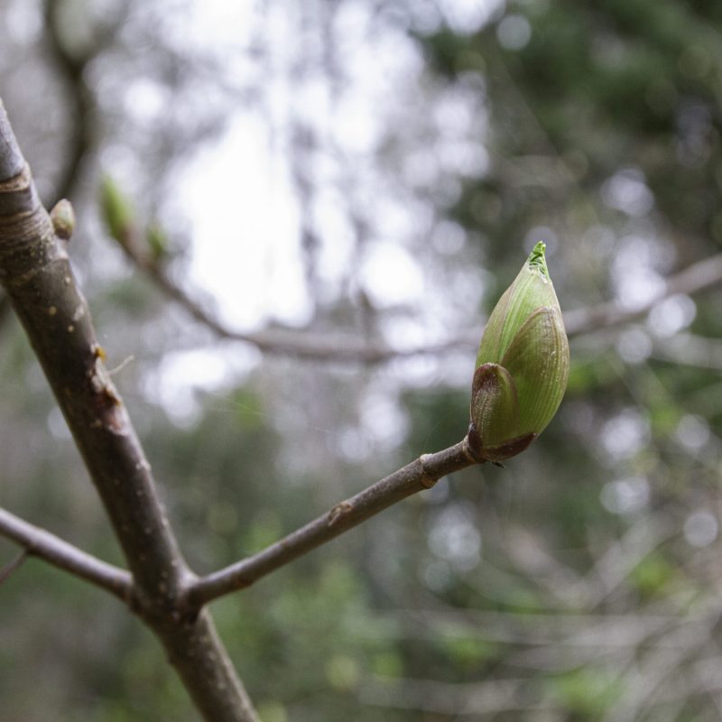 California Buckeye leaf Bud.