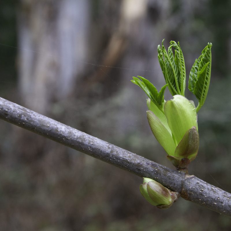 California Buckeye and emerging leaves.