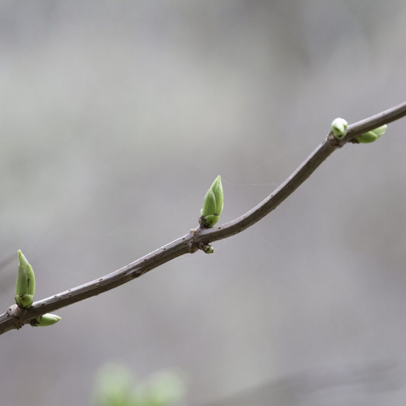 California Buckeye with branch & leaf buds