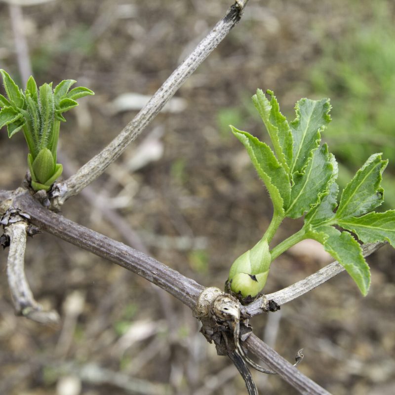 New growth leaves from a California Buckeye.
