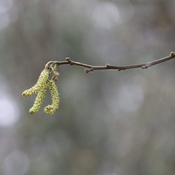 Red Alder, Alnus rubra. Male catkin