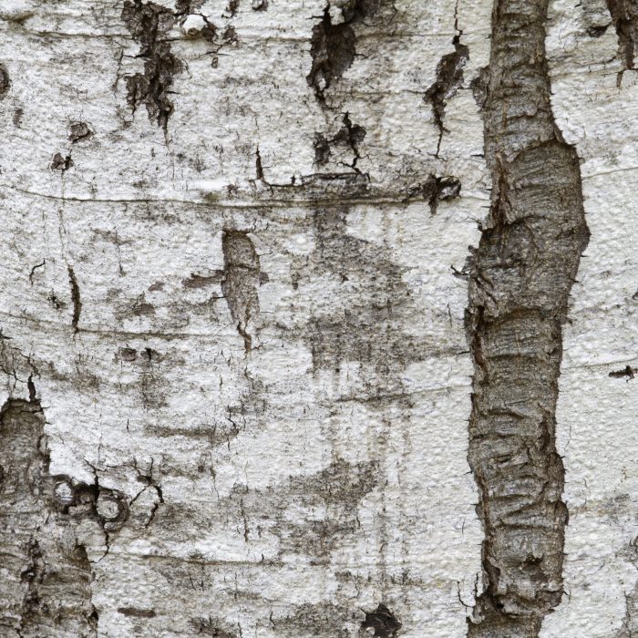 Red Alder white Bark.