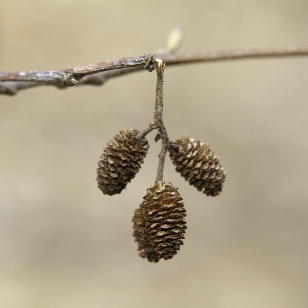 Red Alder cones