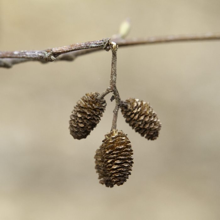 Red Alder cones