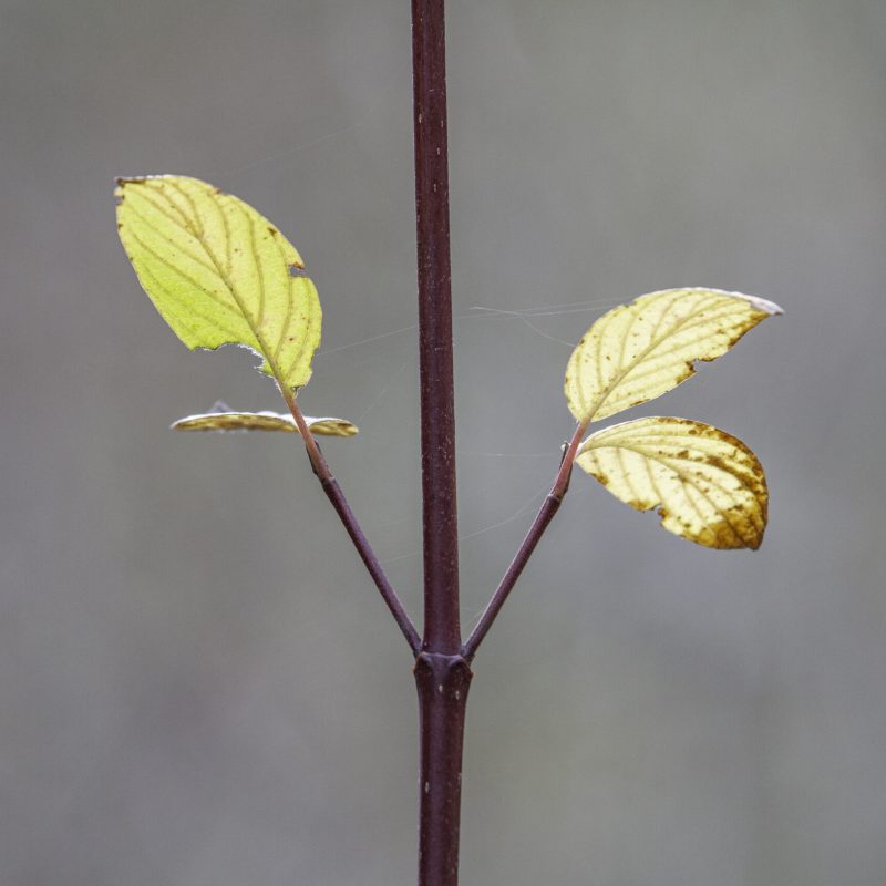 Creek Dogwood red stem and yellow green leaves.