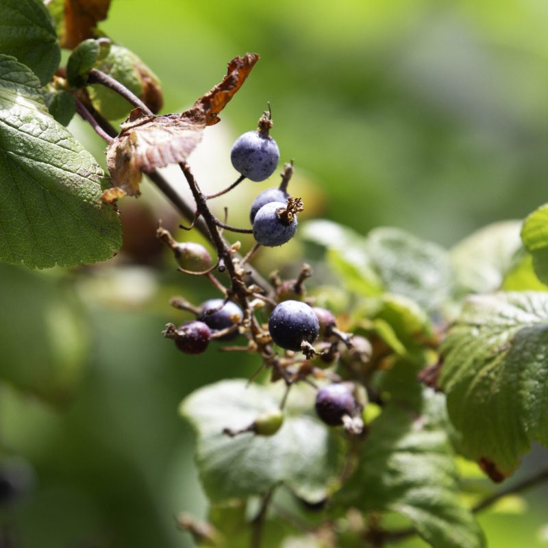 Close up of Flowering Currant fruit.