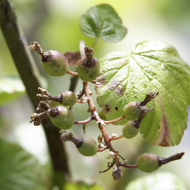 Close up of Flowering Currant fruit.