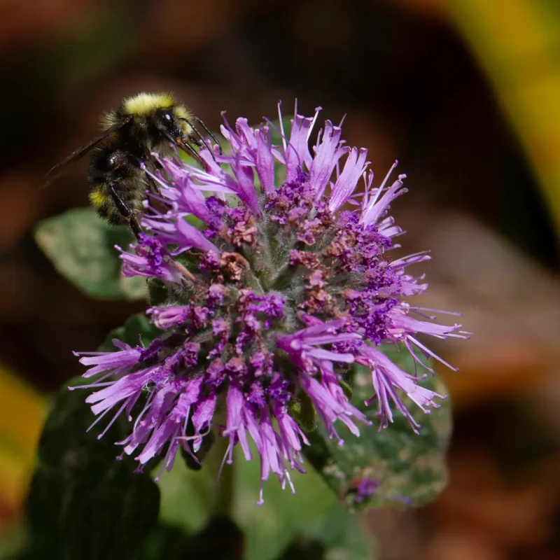 Purple coyote mint flower with a yellow and black bumble bee on it drinking nectar.