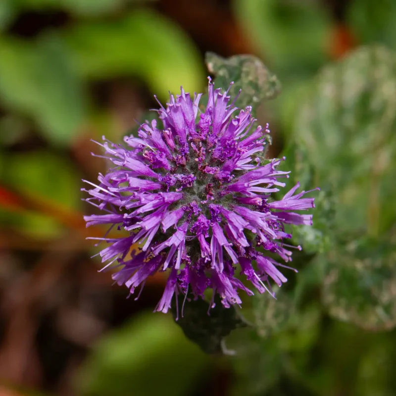 Purple Coyote mint flower.