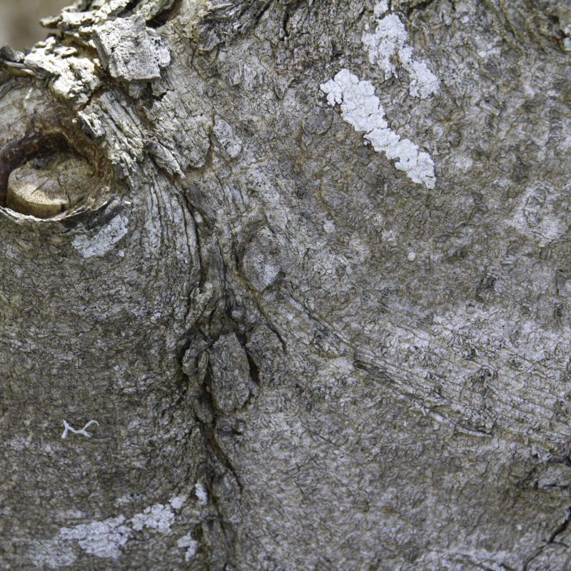 Close up of California Buckeye Bark.