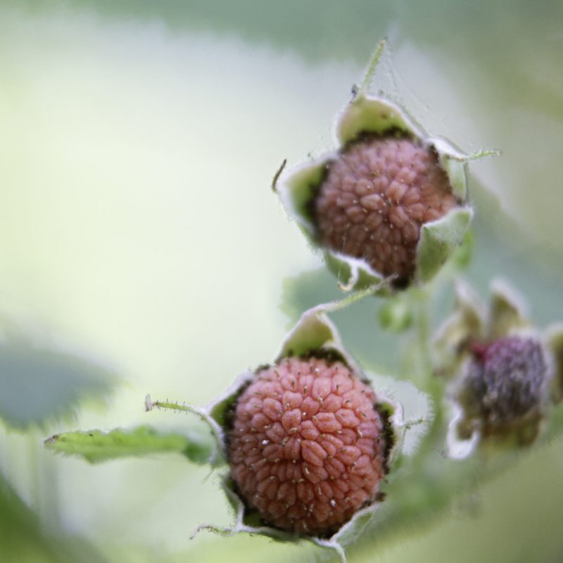 Dull red Thimbleberry berries.