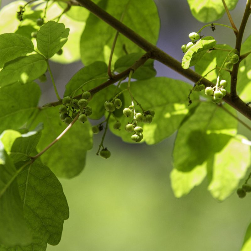 Creamy green colored berries and leaves of poison oak.