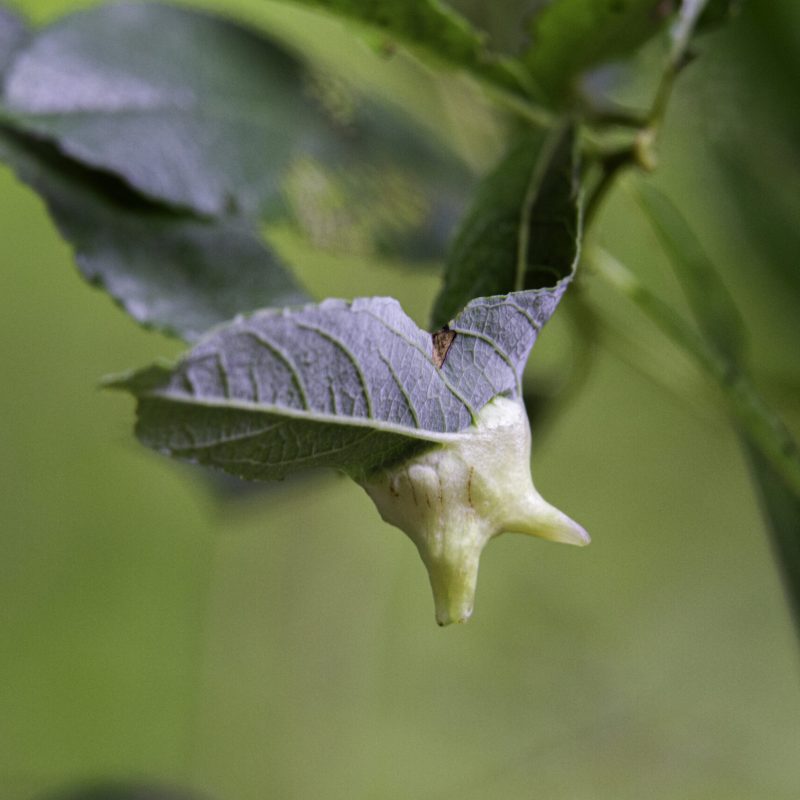 Two chambered Willow Tooth Gall Midge on an Arroyo Willow on Weiler Ranch Trail.