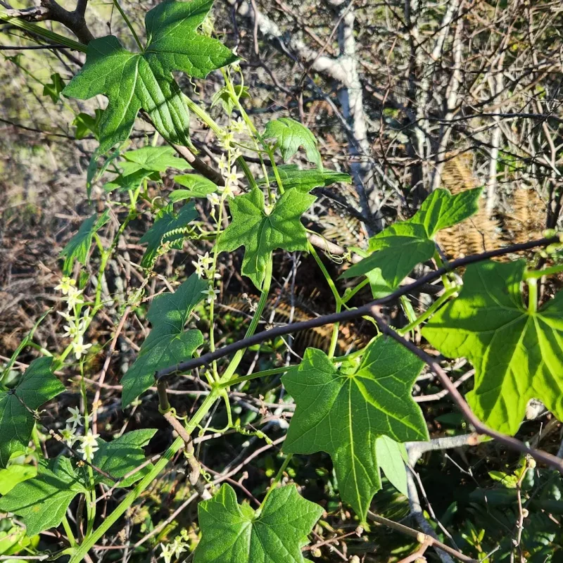 Leaves of California Man-Root