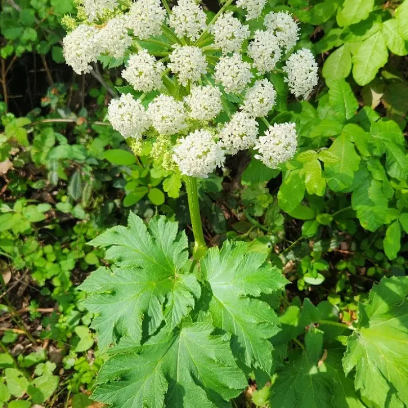 Cow Parsnip flowers on Montara Mountain Trail.