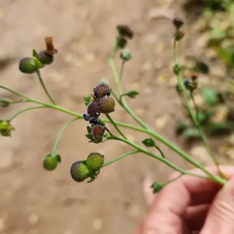 Hound's Tongue seed pods on Montara Mountain Trail.