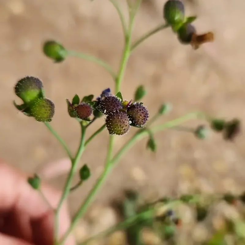 Hound's Tongue seed pods on Montara Mountain Trail.