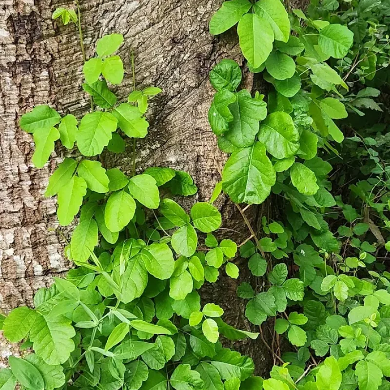 Poison Oak vining up a tree on Brooks Creek Trail.