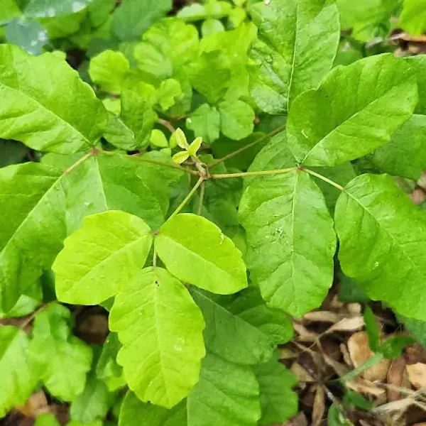 Poison Oak leaves on Montara Mountain Trail.