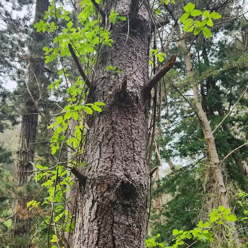 Poison Oak vining up a tree on Brooks Creek Trail.