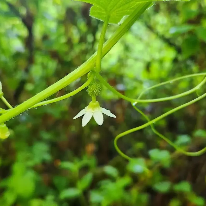 Female flower of Coastal Man-Root