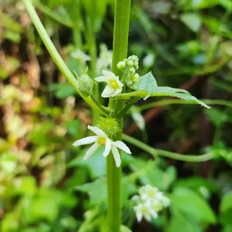 California Man-Root -- note lack of cup at base of flowers