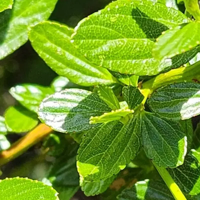 close-up of leaves