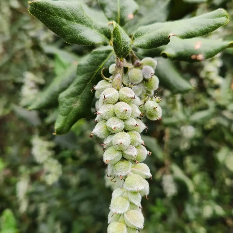 Silk Tassel female fruit