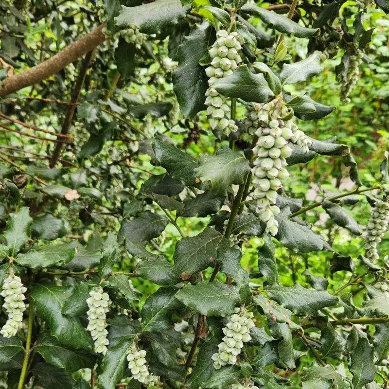 Coast Silk Tassel female fruit