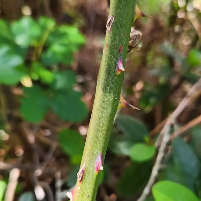 Photo of Himalayan Blackberry stem
