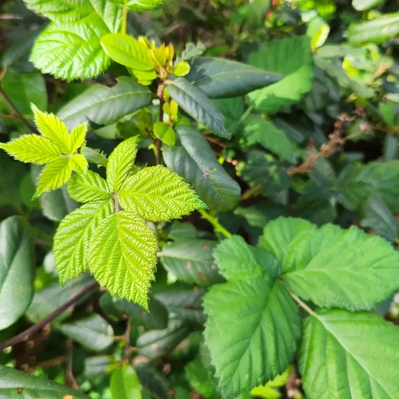 Photo of Himalayan Blackberry leaves