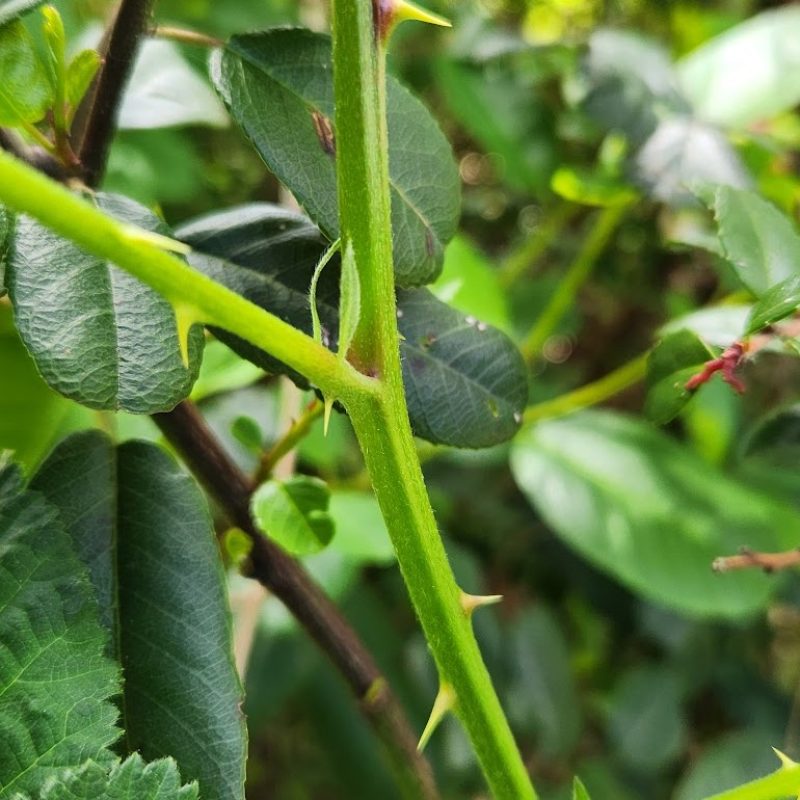 Photo of Himalayan Blackberry stems