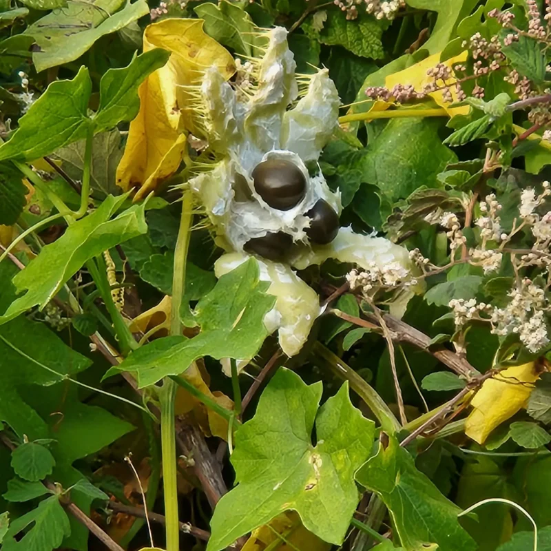 California Manroot (Marah fabacea)
