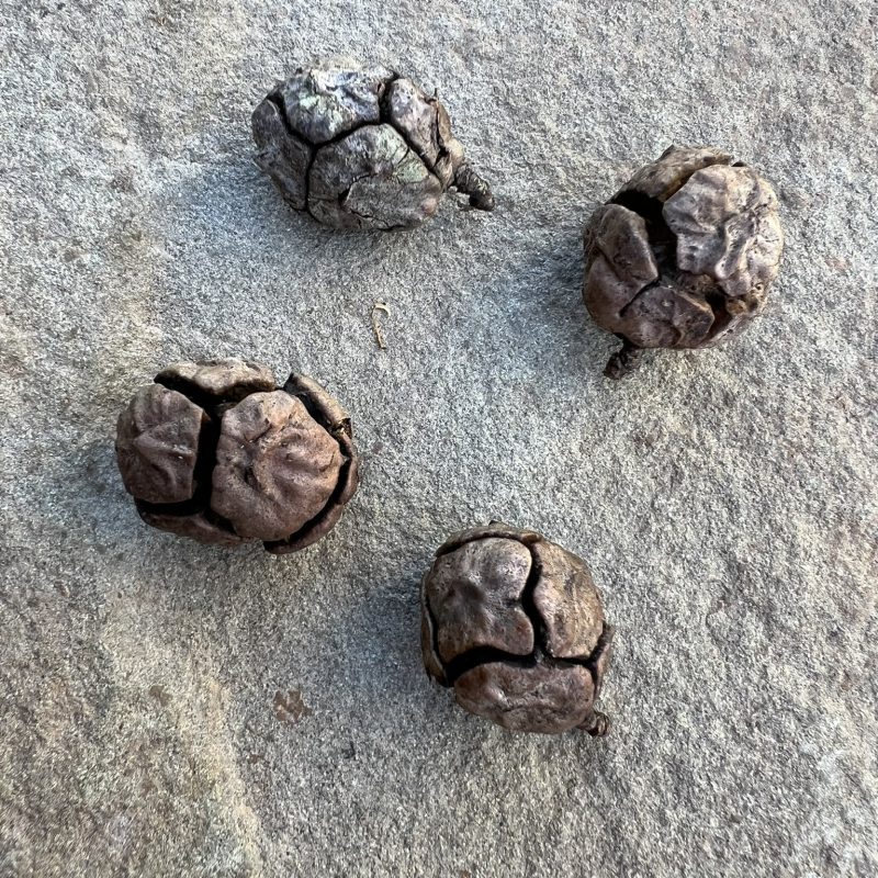 Monterey Cypress cones on Weiler Ranch Trail.