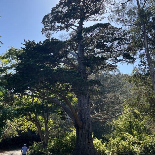 Monterey Cypress tree with a comparatively very small human walking by at Walnut Grove.