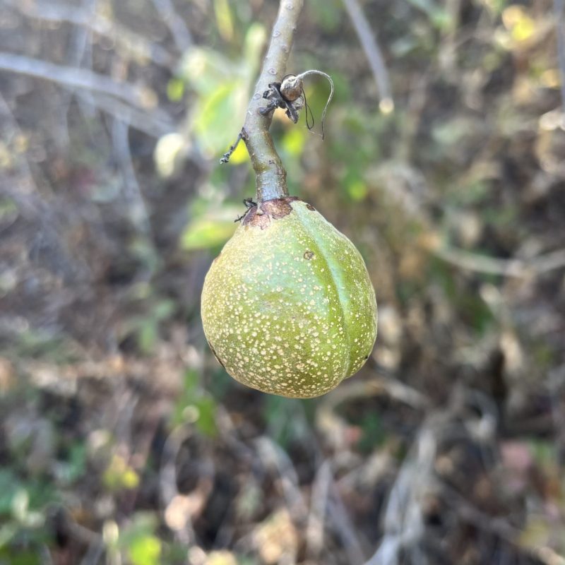 California Buckeye fruit next to the Visitor Center.