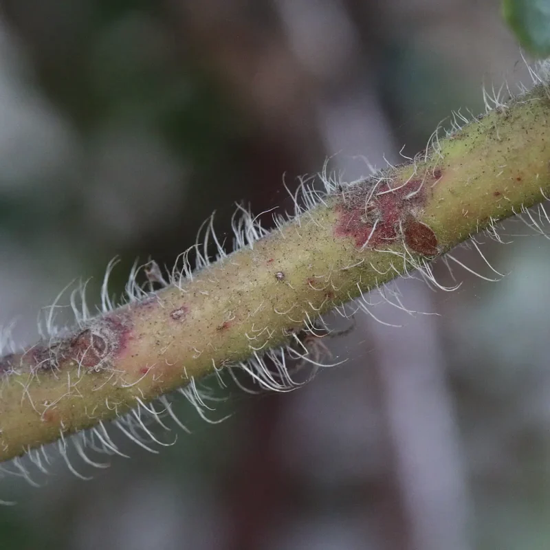 Photo of hairy stem of Brittleleaf Manzanita