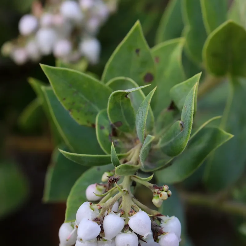 Photo of Britteleaf Manzanita Flowers