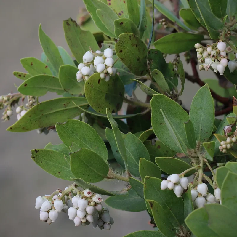 Photo of leaves and flowers of Brittleleaf Manzanita
