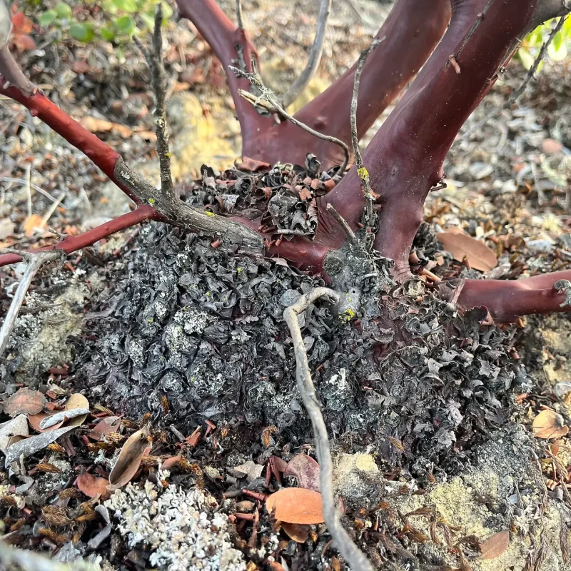 Photo of burl Brittleleaf Manzanita