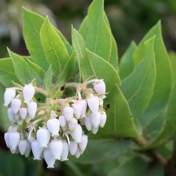 Photo of flowers Montara Manzanita