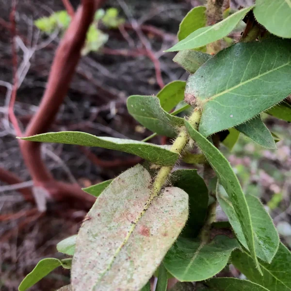 Photo of clasping leaves of Montara Manzanita