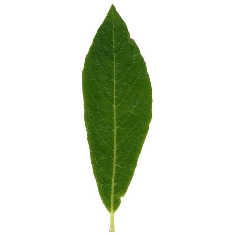 Close up of an Arroyo Willow leaf.