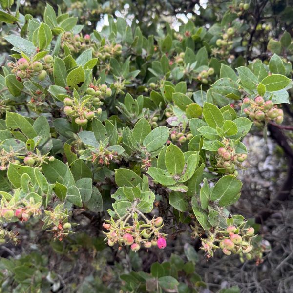 Montara Manzanita leaves and fruit on Montara Mountain Trail.